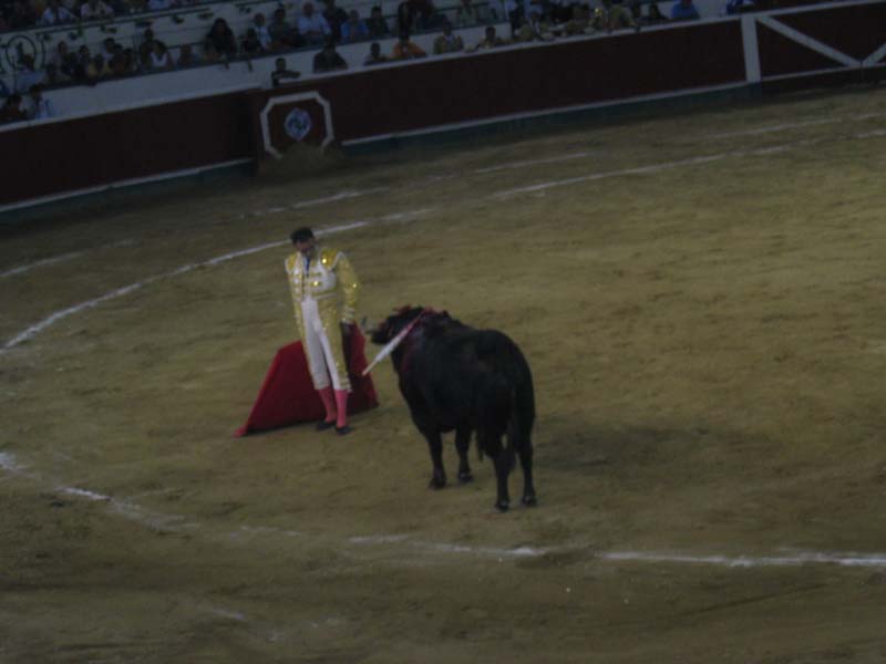 Bull-Fight-026